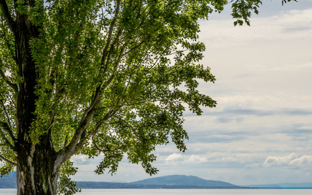 Un homme est assis seul sur un banc sous un grand arbre, surplombant un plan d’eau calme avec des collines au loin. Une photographie de Pascal Bernheim